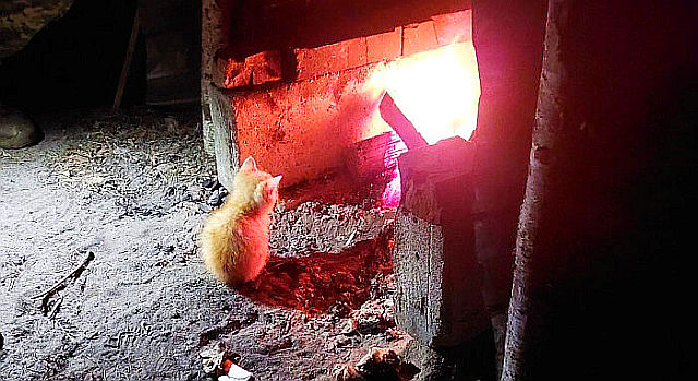 636135f826a0b_uaarmy-animals-instagram