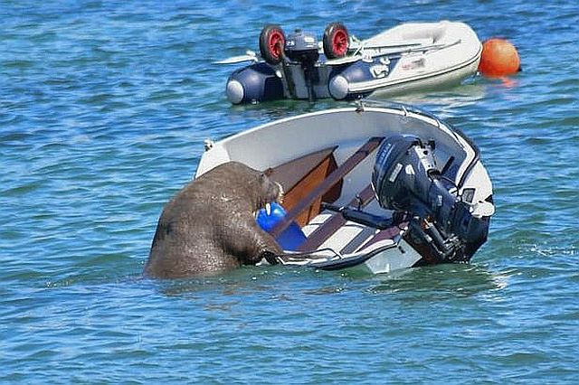 0_wally-paul-osullivan-4