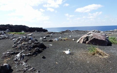 西之島：海鳥の繁殖確認…噴火後初上陸・環境省報告 - 毎日新聞