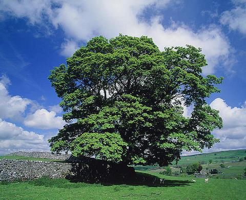 sycamore-acer-pseudoplatanus-andrew-brownscience-photo-library