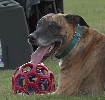 FireShot Capture 236 - Dog bites int