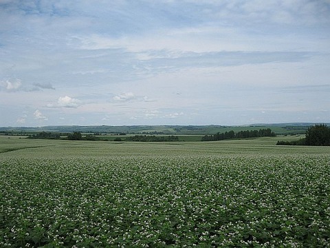 imgAgrSobaFieldW1415