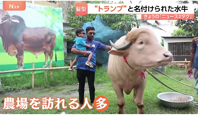 (1) 話題の水牛「名前はドナルド・トランプ
