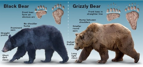 GFXimage-Bears-Distinctive-Features