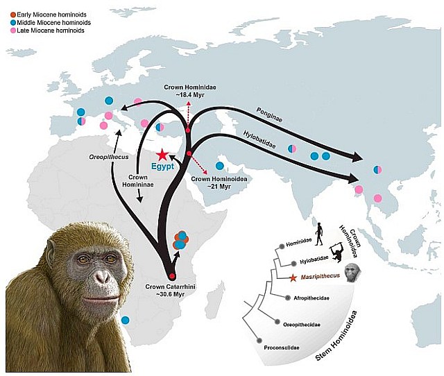masripithecus-moghraensis