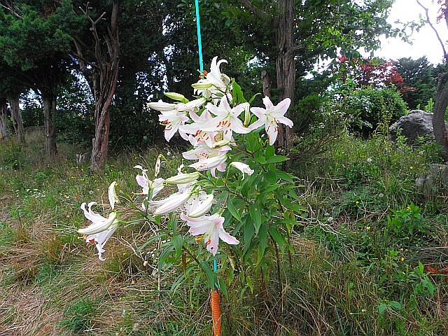 P7300178