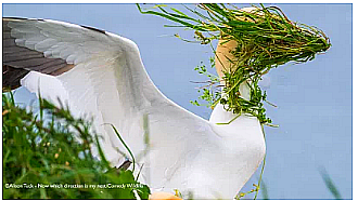 These images are for viewing