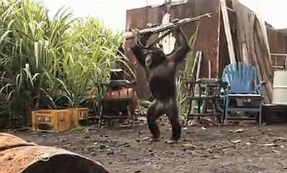 com - Ape With AK-47