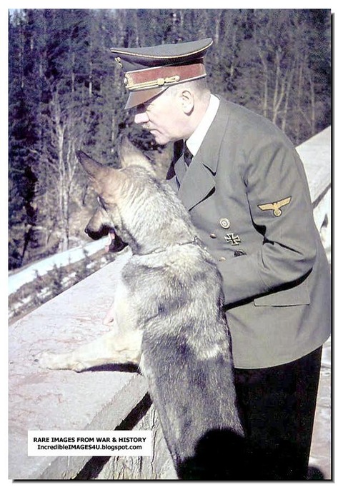 hitler-alsatian-bitch-blondi