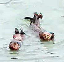 FireShot Capture 219 - 乱獲のせいで絶滅しかけたラッ