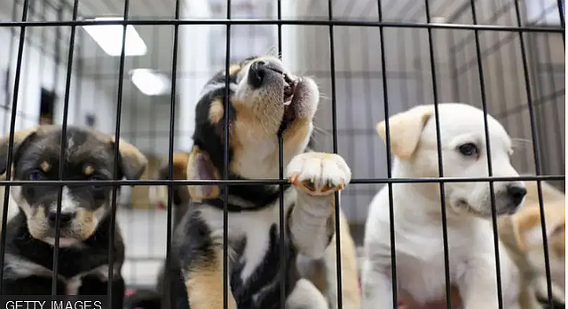 FireShot Capture 530