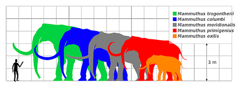 1920px-Mammuthus_Scale.svg
