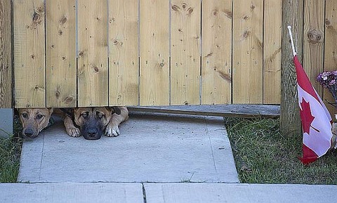 nathan-cirillo-dogs_1