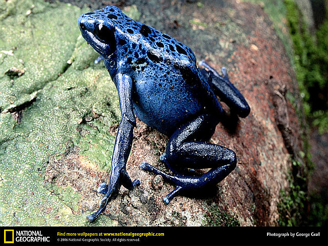 blue-poison-dart-frog