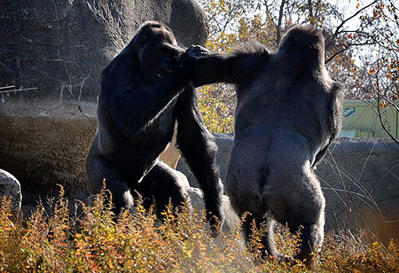 gorilla-fight-pic-swns-image-2-415326972