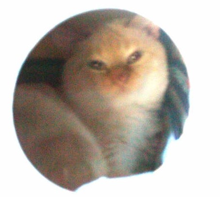 フー