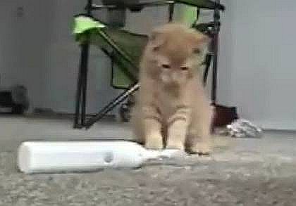 Scaredy Cats - YouTube