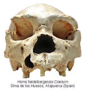 FireShot Webpage Screenshot #2222 - 'Homo heidelb