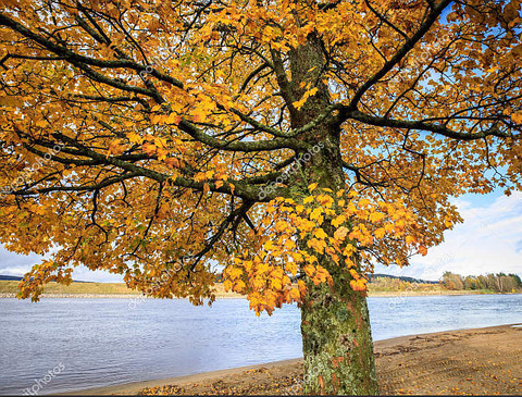 acer-tree-acer-pseudop