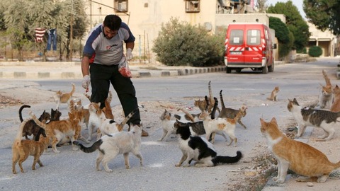 Syria-Ambulance-Driver-Feeds-An-Army-of-Cats-to-Keep-Them-Alive