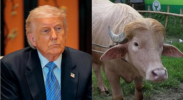 Bangladesh buffalo named Donald Trump goes v