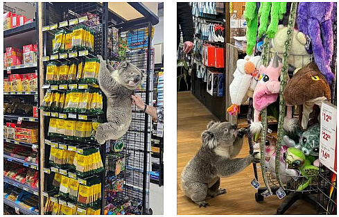 FireShot Capture 154 - A koala