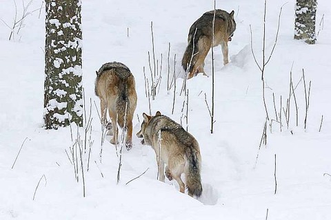 14-svyle-27794056e97eef8ad48