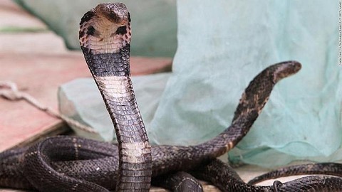 200122180833-chinese-cobra-file-restricted-super-169