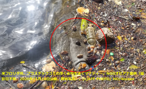 FireShot Webpage Screenshot #298 - 'マナティーの死骸急増