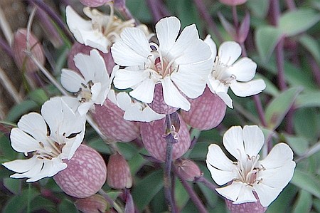 dc0530323