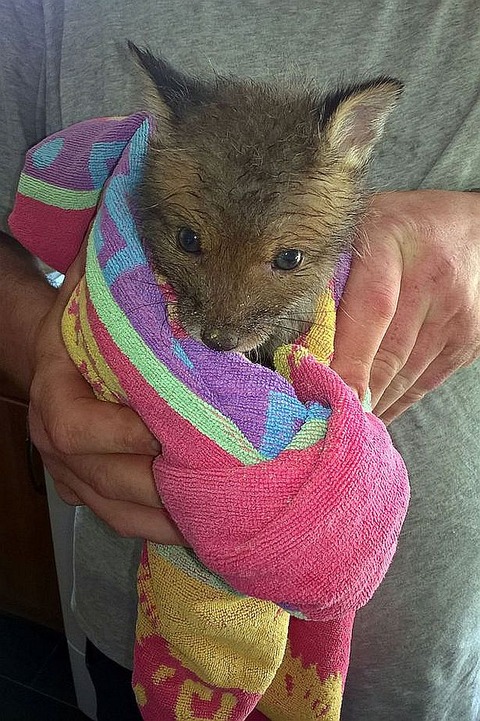 Peanut-Baby-Fox