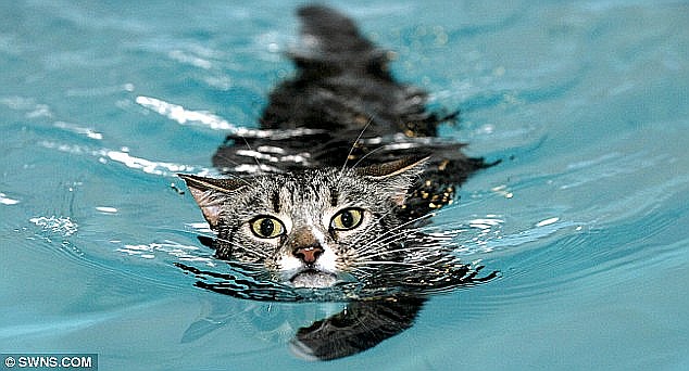 ネコのマギ リハビリ中 北の国から猫と二人で想う事 Livedoor版