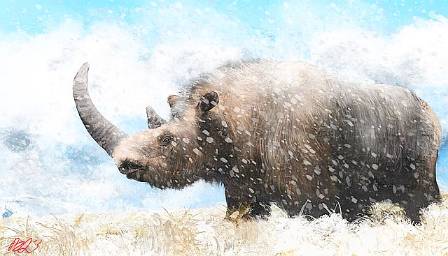 Coelodonta_antiquitatis_by_Benjamin_Langlois-1140x653