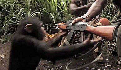 Ape-Shoots-AK-47