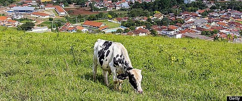 r-BRAZIL-COW-large570