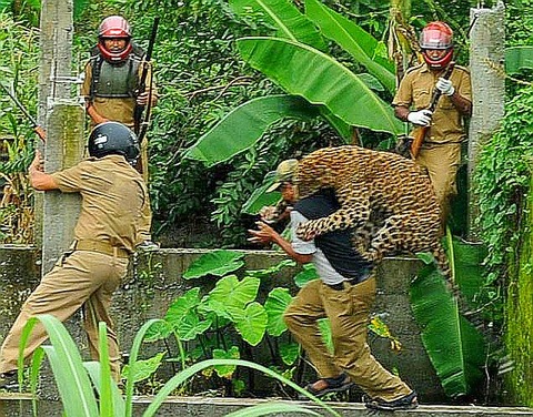 20TH-LEOPARD_ATTACK_715950f