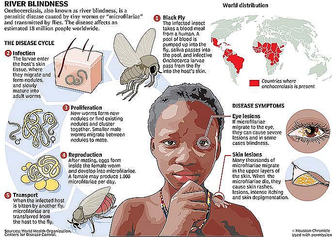 ノーベル賞とキツネたち 北の国から猫と二人で想う事 Livedoor版