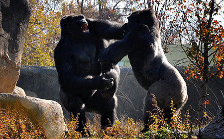 gorilla-fight-pic-swns-image-1-634899920