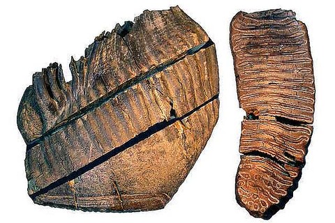 3341-737-chukochya_web