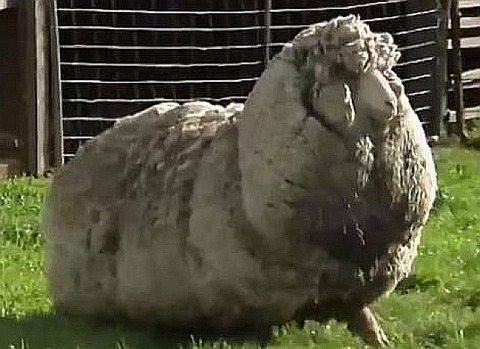 Sheep