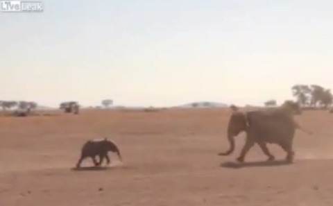 ATE team rescue another baby elephant from a well - YouTube