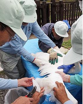 FireShot Webpage Screenshot #496 - '白鳥の羽根切り：痛くない