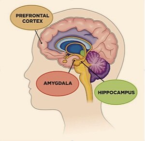 Brain-Amygdala-Hippocampus
