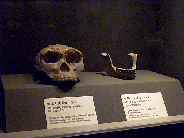 800px-Lantian_Man_skull_and_jaw