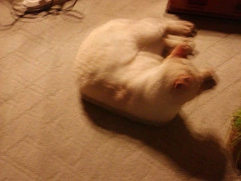 mqGu34ifxl0-SSPSKy5HQs0qzoqndbpoU4WslWDujbbU