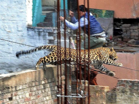 leopard-jump