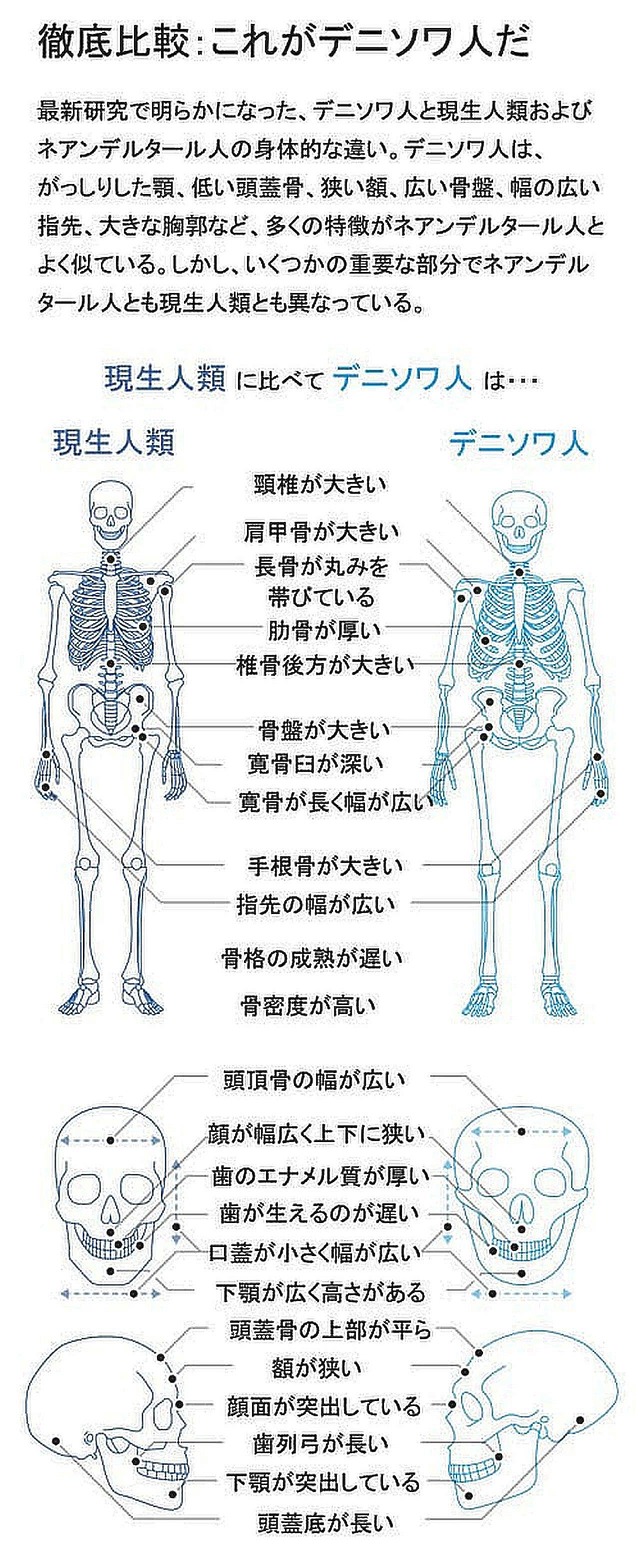 デニソワ