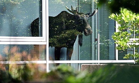 A-young-male-elk-looks-th-011