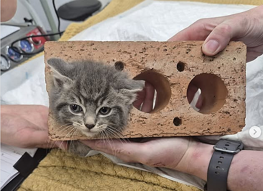 【動画】首にレンガがはまったまま「一