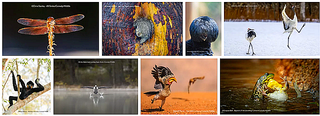 These images are for